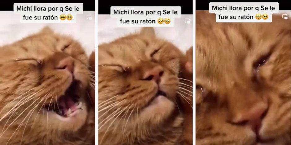 Gato llora porque se le escapó su ratón y se vuelve viral en TikTok.