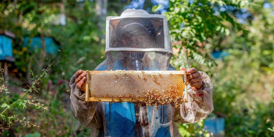 Productores de miel en México.