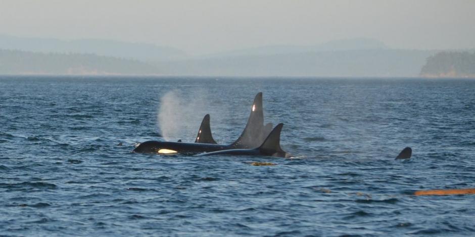 La investigación señala que las oscas en su mayoría hembras, cazan, matan y devoran a ballenas azules. 