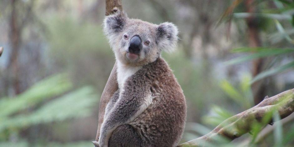 Australia clasificó a los koalas como una especie en peligro de extinción.