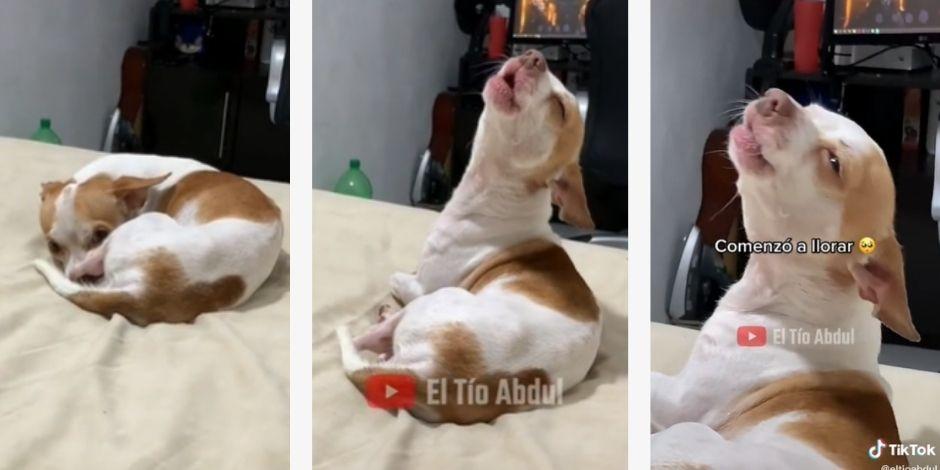 Perrito fan de Bad Bunny se vuelve viral en TikTok por emocionarse con música del cantante