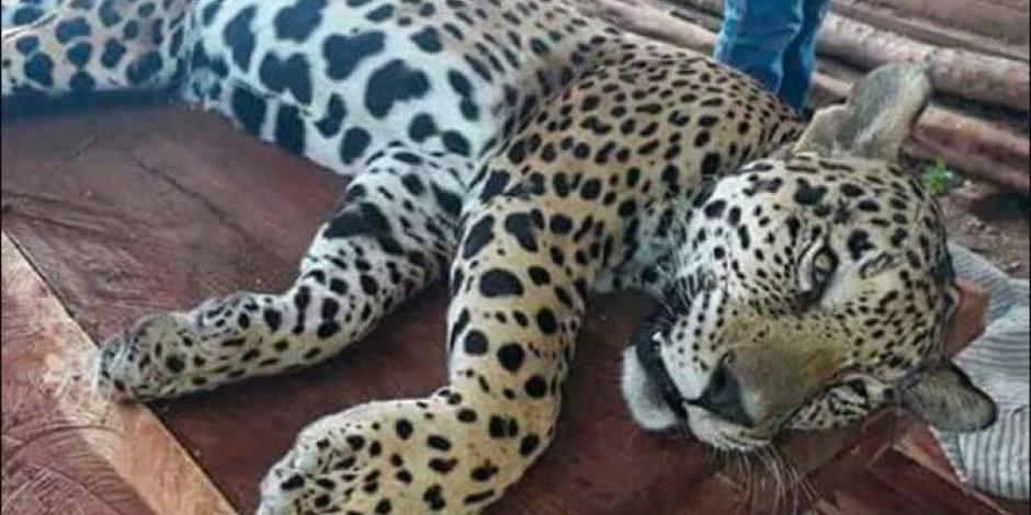 Jaguar capturado.