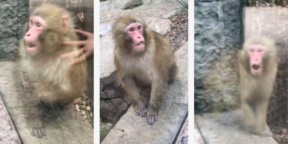 Mono de Chapultepec se hizo viral por su reacción a un truco de magia.