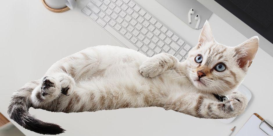 En el Día Internacional del Gato los usuarios de redes sociales presumen a sus michis.