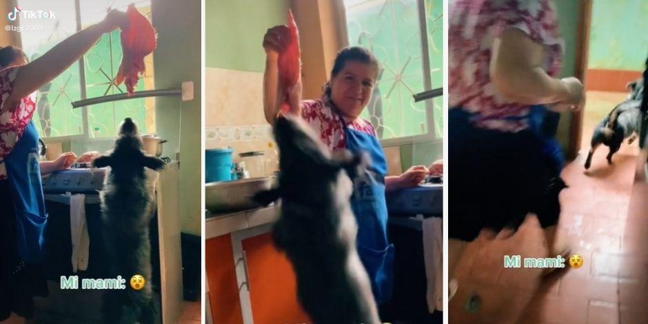 Un perrito se hizo viral en TikTok tras arrebatarle un pedazo de oreja cruda de cerdo a su dueña.