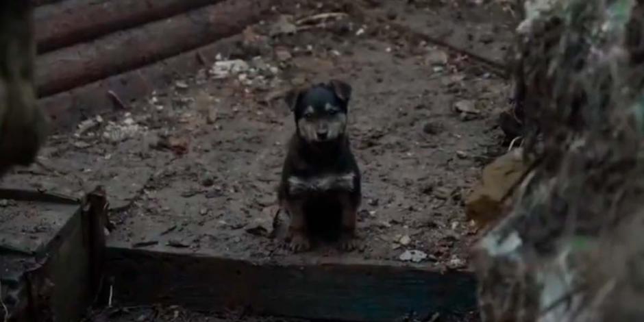 "Rambo", el cachorro que protege a militares ucranianos en la región del Donbás