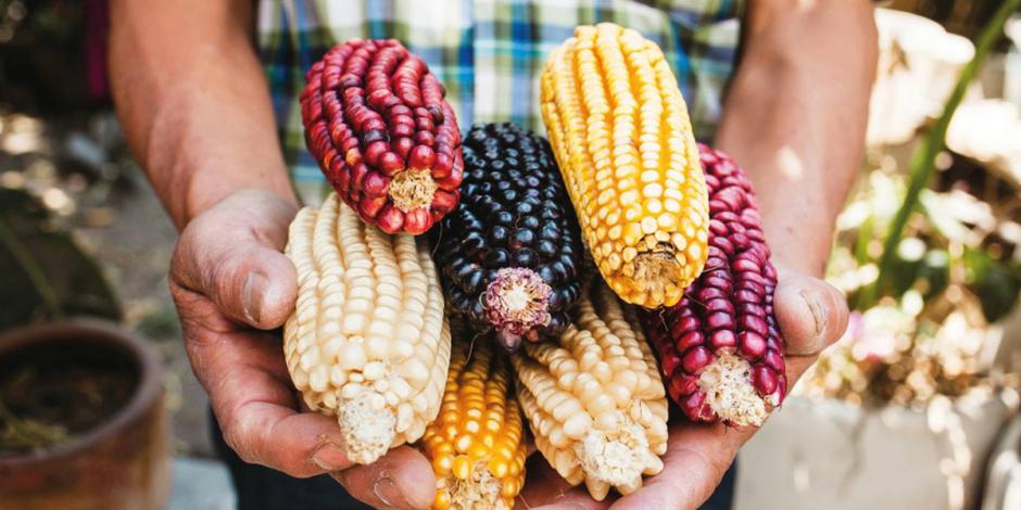 Se dispara precio futuro de maíz por conflicto bélico entre Rusia y Ucrania