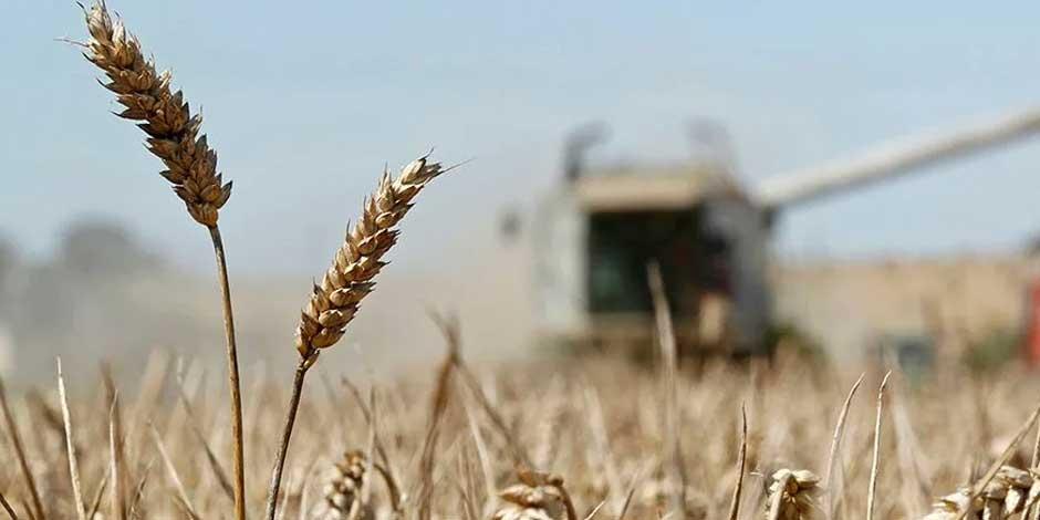 La volatilidad de los precios han alcanzado al maíz y el trigo, que acumulan incrementos de 28% y 41% respectivamente