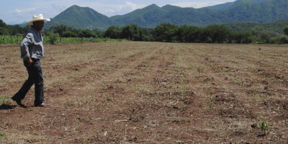 Por sequía se dejaron de sembrar hasta 250 mil hectáreas de grano