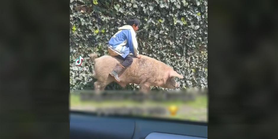Niño es captado viajando sobre un cerdo y se viraliza por su "puercomóvil"