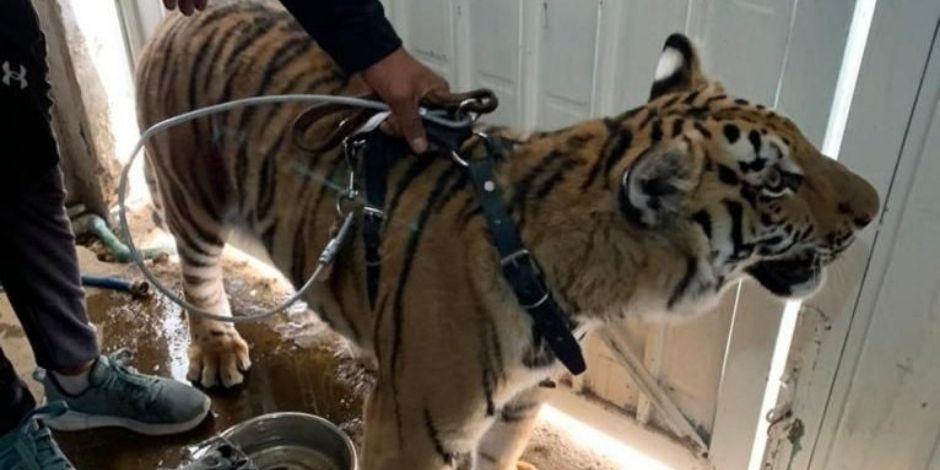 Profepa rescató a un tigre de bengala de inmueble en Chimalhuacán.