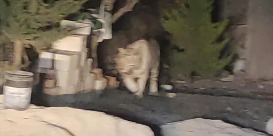 Habitantes de la localidad captaron al tigre blanco en la calles de la zona.