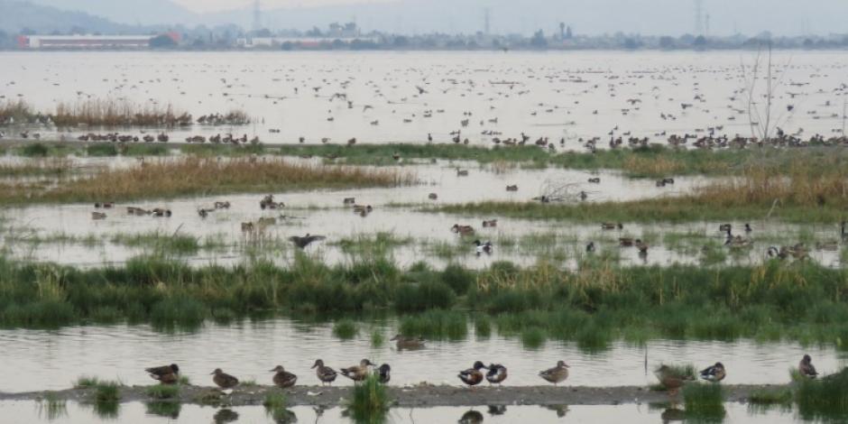 Patos de collar se refrescan en el lago de Texcoco.