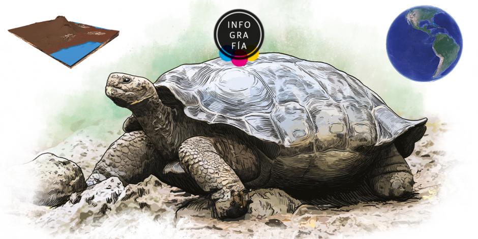 Científicos encuentran nueva especie de tortuga gigante en Islas Galápagos