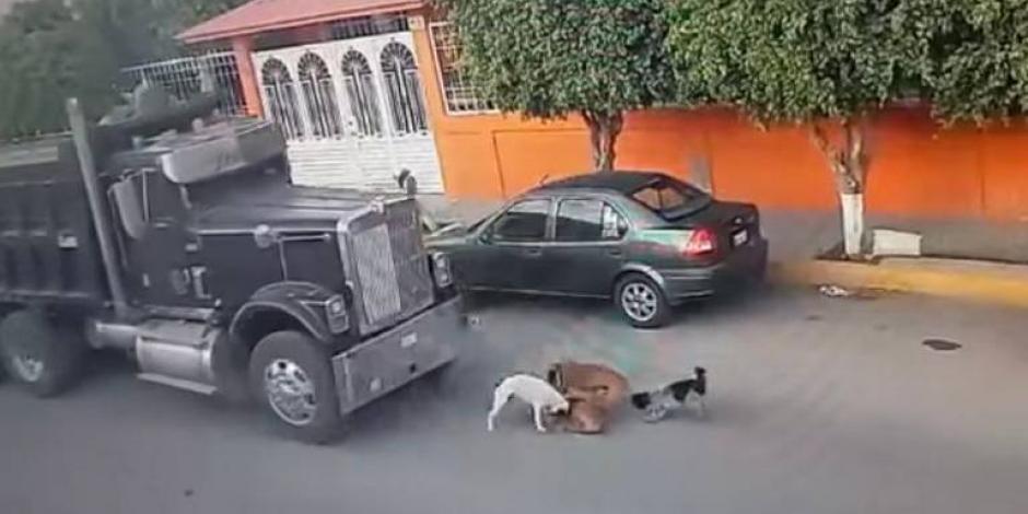 El camión atropelló sin piedad a cinco perritos en Querétaro.