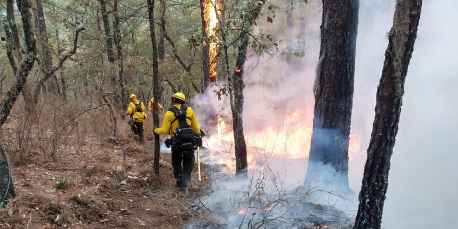 La Comisión Nacional Forestal reportó 66 incendios forestales activos