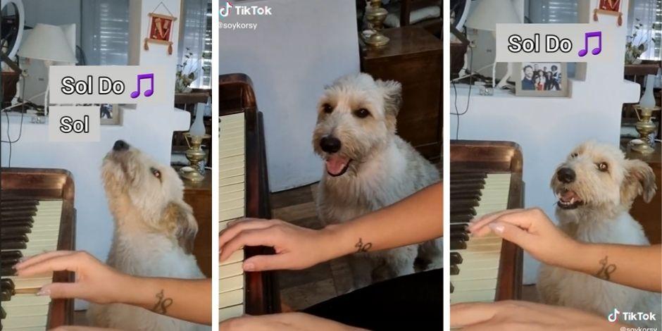 Perrito se viralizó en TikTok por su talento para "cantar".