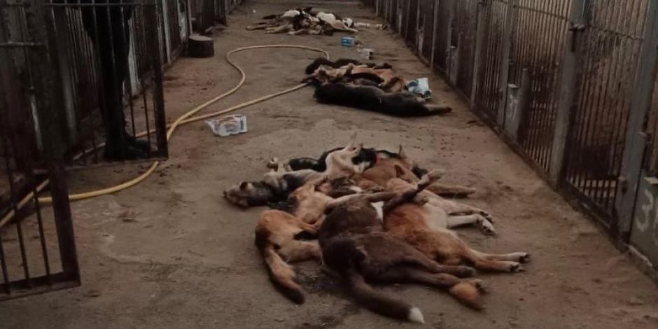 Mueren 335 perros en refugio en Ucrania