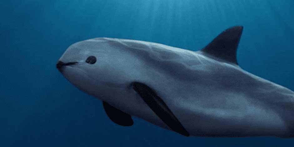 Vaquita AMLO debe hacer más para proteger vaquita marina.