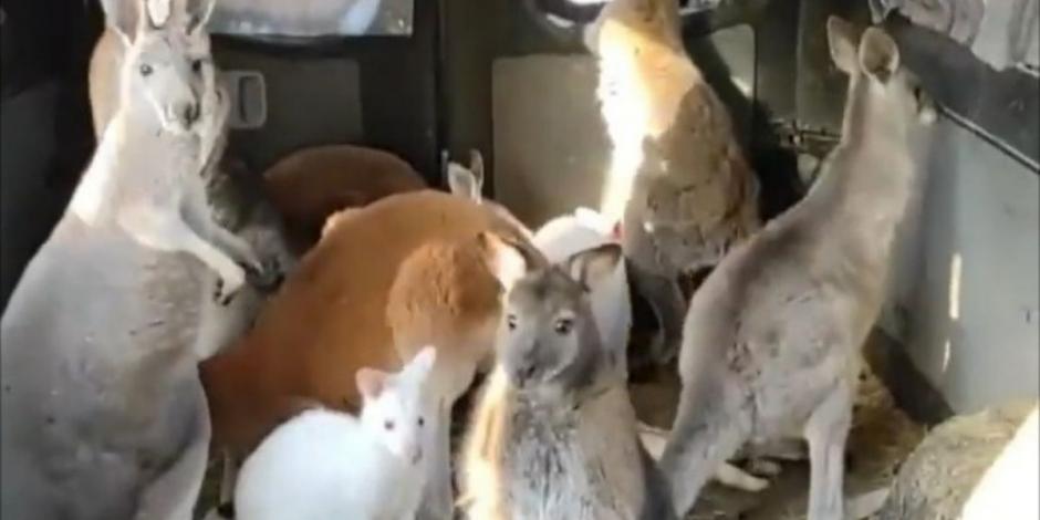 Algunas animales como canguros sí pudieron ser trasladados del zoológico en Ucrania tras bombardeos rusos.