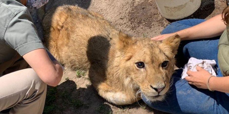 Protección Civil y Bomberos de Ecatepec salvaron a un cachorro de león en estado de desnutrición.
