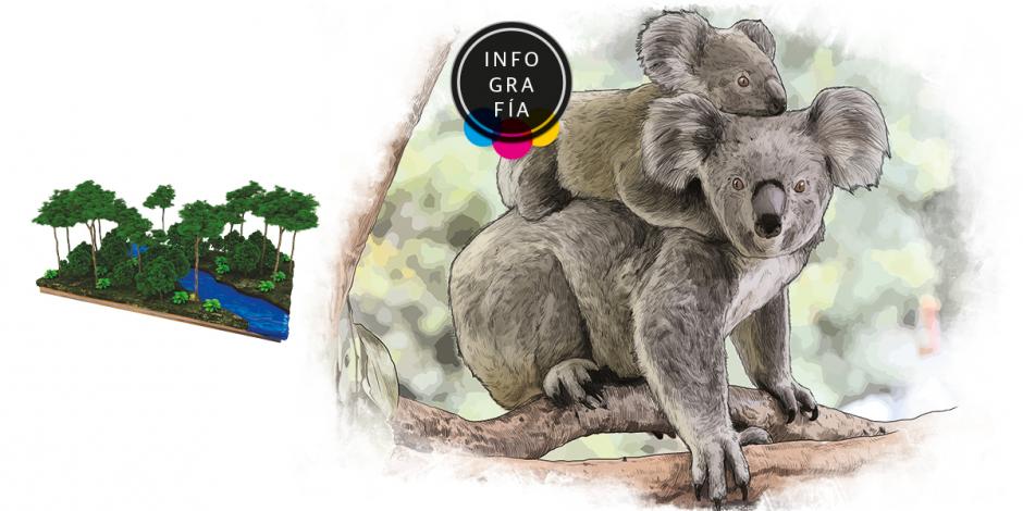 Congelar esperma de koalas, una solución para salvarlos de la extinción