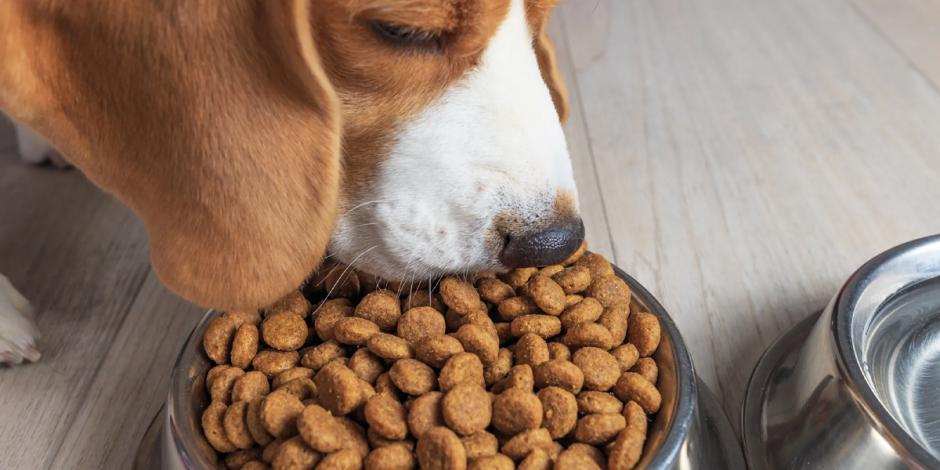 Conflicto bélico impacta costo de alimento para las mascotas