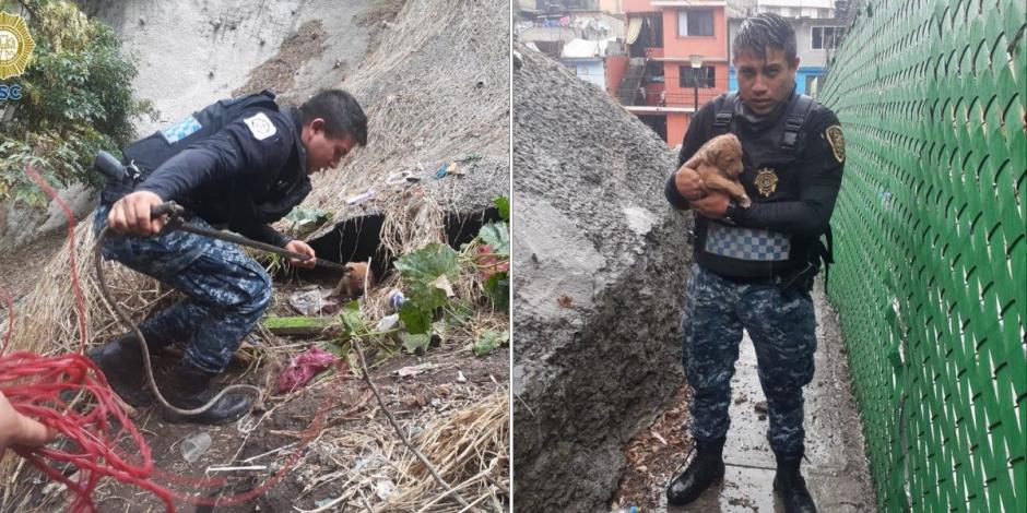 Elementos de la Brigada Animal rescatan a perrito que cayó a barranca en Álvaro Obregón.