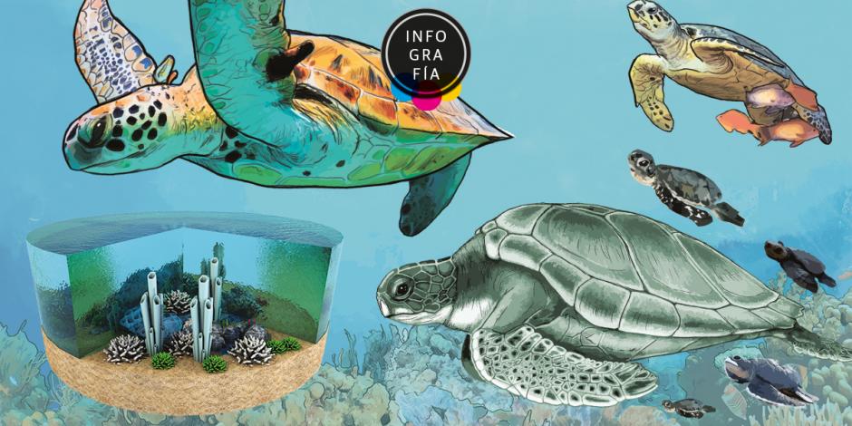 Poblaciones reinsertadas de tortuga verde marina dan esperanza a la especie en peligro