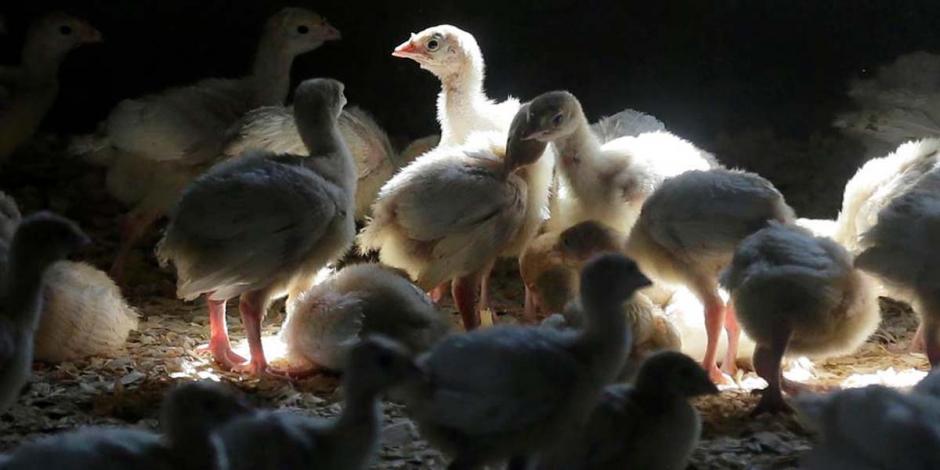 El virus ha sido detectado en granjas y corrales en 29 estados y en aves silvestres en 34 entidades; más de 35 millones de pollos y pavos han sido sacrificados y retirados