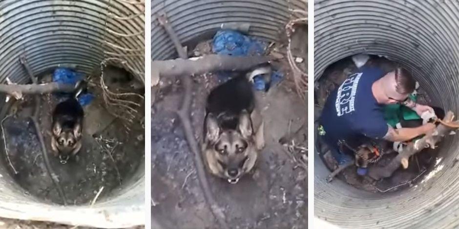 Policía de la ciudad de Fontana, en California, salvaron a un perro que cayó en un hoyo.