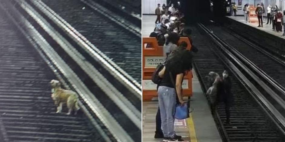 Rescatan a perrito que cayó a las vías del Metro en la estación Cuitláhuac.