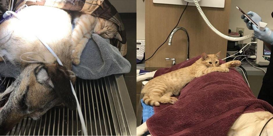 Gato "enfermero" cuida y calma a sus amigos animales en Hospital Veterinario de Northfield.
