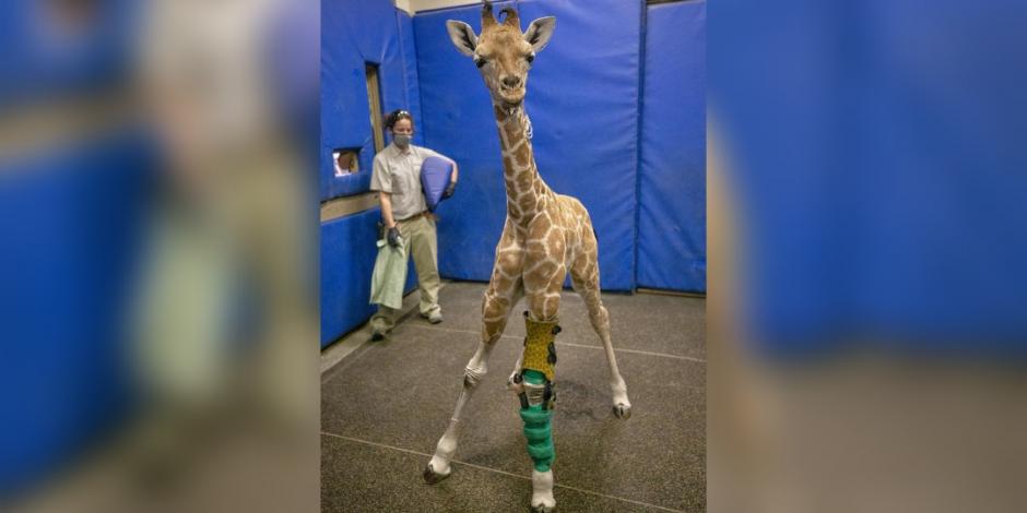 Msituni, la jirafa bebé que volvió a ponerse de pie tras recibir una prótesis para una de sus patas delanteras.