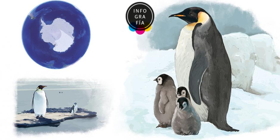 El calentamiento global pone en peligro de extinción al pingüino emperador