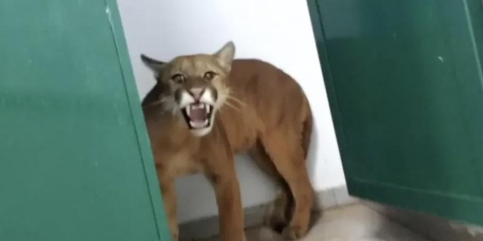Puma encontrado en el baño de una escuela