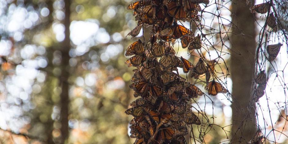 Abren Santuarios de la mariposa Monarca en Edomex y Michoacán.