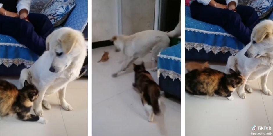 Una gatita peleó con perro al pensar que ataba a su bebé y se volvió viral en TikTok.