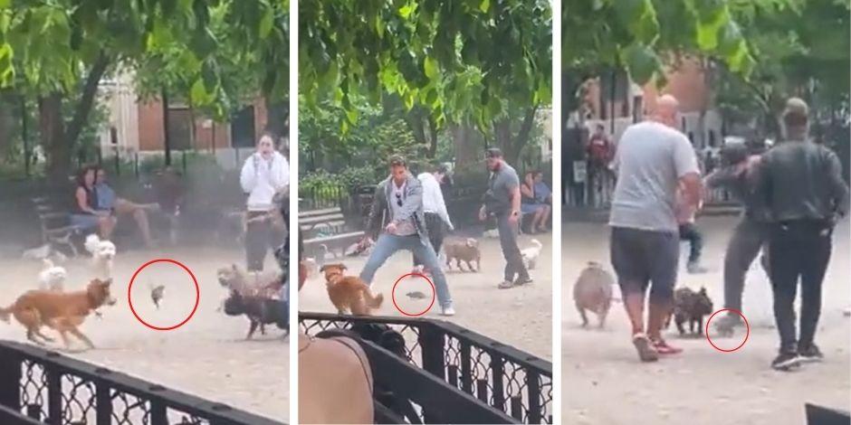 Rata provocó caos en parque de perros en Nueva York.