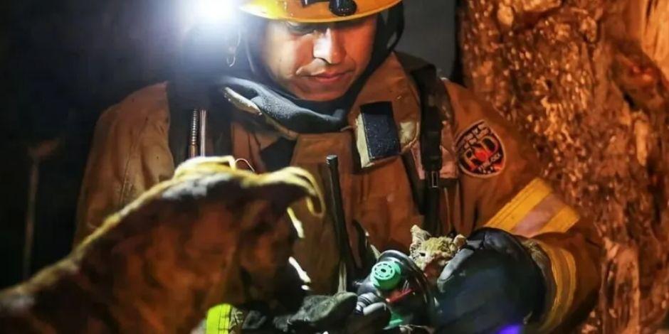 Bomberos de Tijuana rescatan de incendio a gatito.