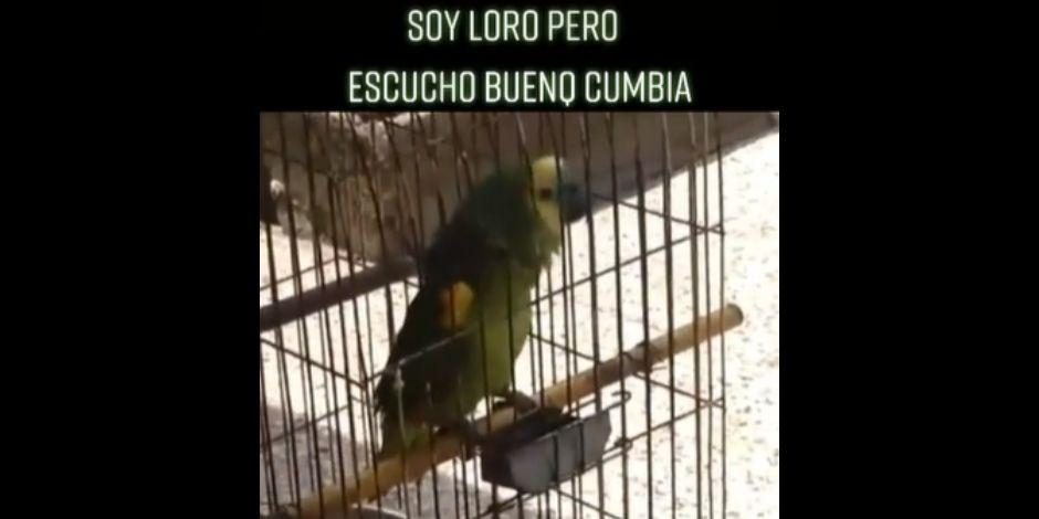 Loro se volvió viral en TikTok por "cantar" cumbia.
