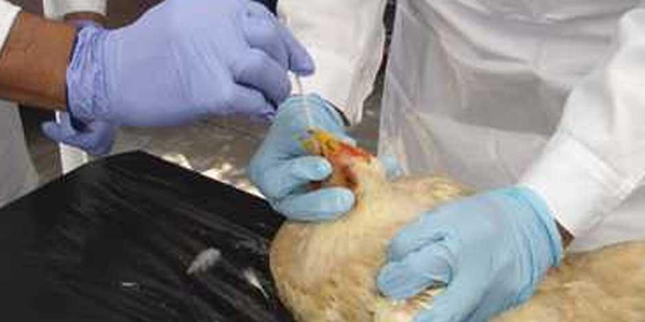 La Secretaría de Agricultura y Desarrollo Rural informó que el brote de influenza aviar detectado en Coahuila y Durango está controlado; en últimas semanas no se han identificado más granjas avícolas con signos clínicos sugestivos a esta enfermedad