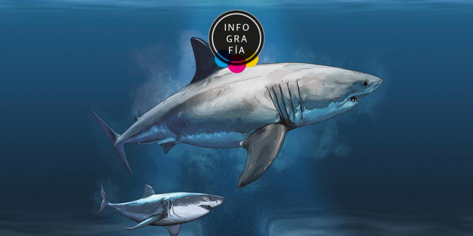 Apuntan al tiburón blanco la extinción del gigantesco megalodón