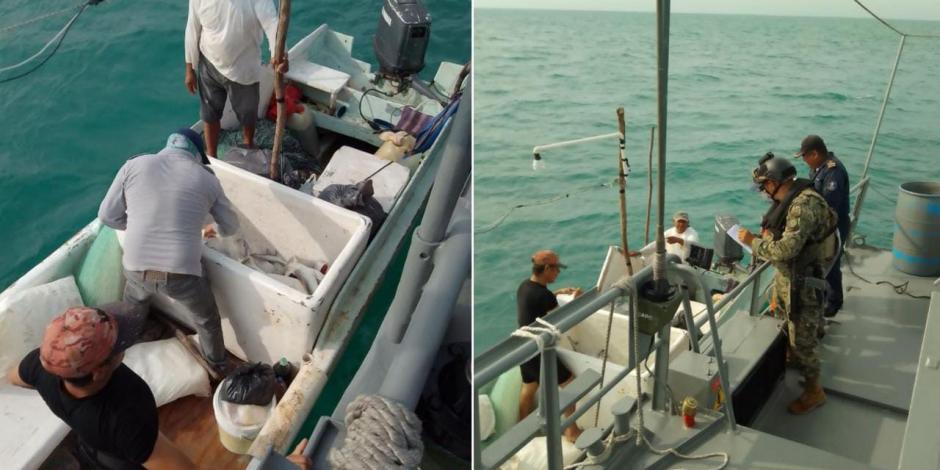 Semar asegura 77 kilos de tiburón en Campeche, tras inspección de una embarcación