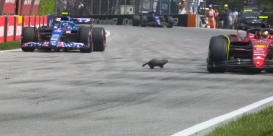 Momento en el que una marmota cruza la pista durante las prácticas libres del Gran Premio de Canadá de F1.