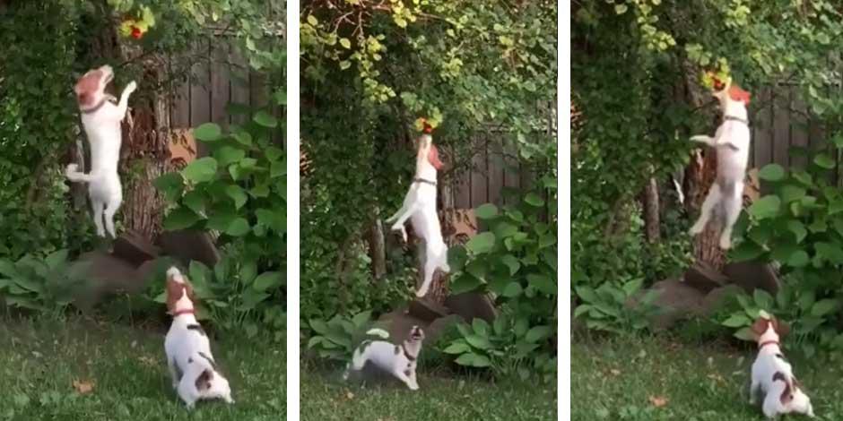 Dos tiernos lomitos saltan sin parar hasta alcanzar el fruto de un árbol (VIDEO)