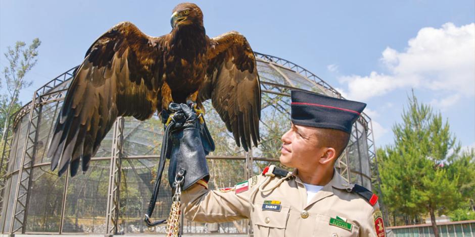 Reintegran a águilas reales a vida silvestre