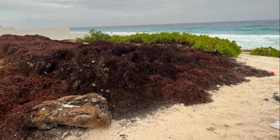 El ayuntamiento de Tulum respondió a los interesados que se "reserva la información" sobre los puntos de acopio cercanos a la playa para la descarga del sargazo.