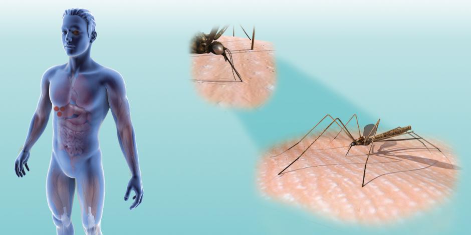 Vuelven las lluvias… y el dengue también; van 1,436 casos