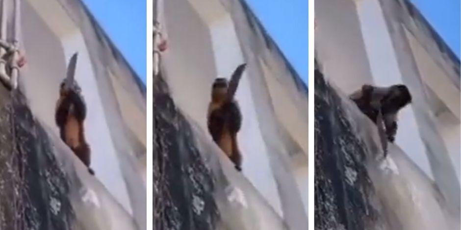 Mono con cuchillo asusta a personas en Brasil.